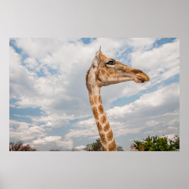 Giraffe Close Poster (Framsidan)