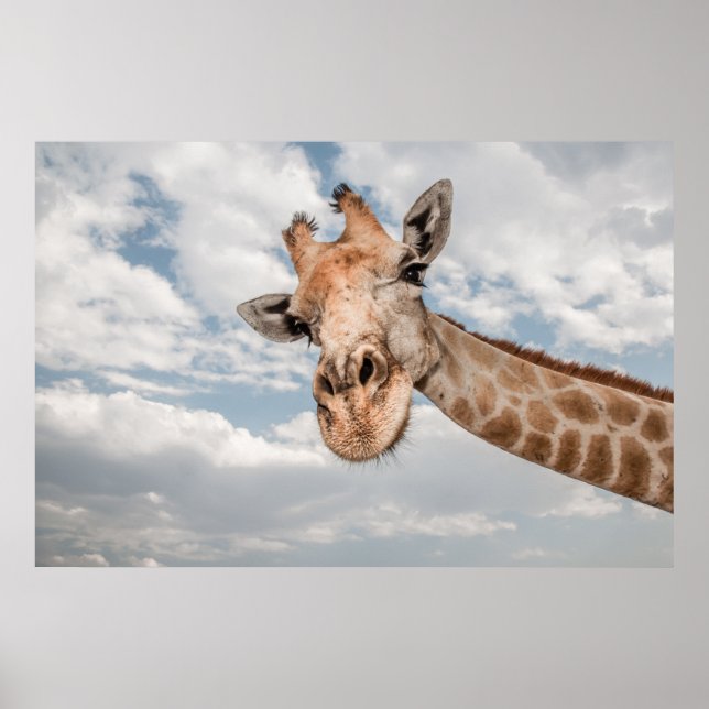 Giraffe Close Poster (Framsidan)