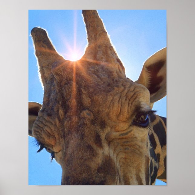 Giraffe Close Up and Sunshine Photographic Print Poster (Framsidan)