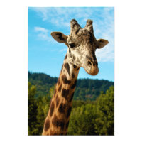 Giraffe Close Up-utskrift