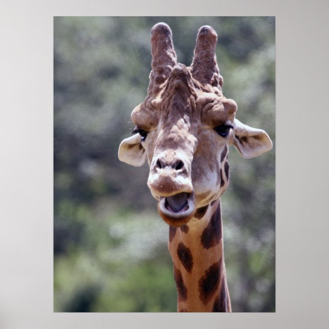 Giraffe Closeup Poster (Framsidan)