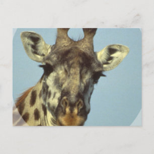 Giraffe Design Postcards Vykort