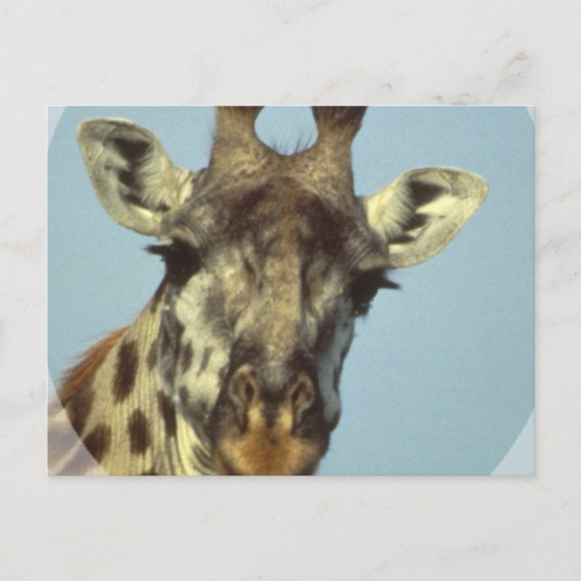 Giraffe Design Postcards Vykort (Framsida)