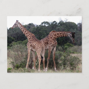 giraffe duo vykort