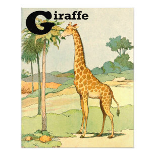 Giraffe Eating Acacia ABCs Alphabet Fototryck