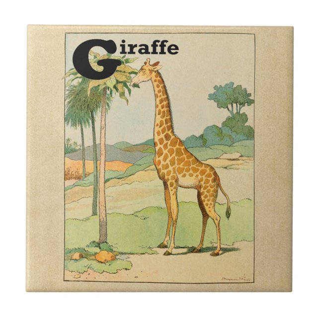 Giraffe Eating Acacia in Desert Kakelplatta (Framsidan)