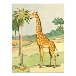 Giraffe Eating Acacia Lövs Illustrated Fototryck