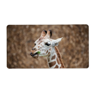 Giraffe Eating Grass Fraktsedel