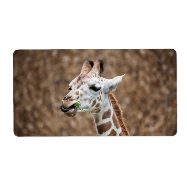 Giraffe Eating Grass Fraktsedel (Framsidan)