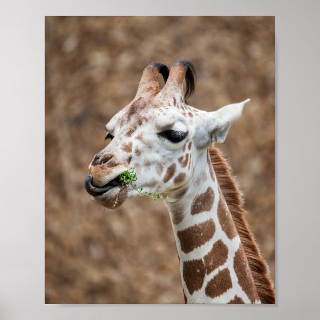 Giraffe Eating Grass Poster (Framsidan)