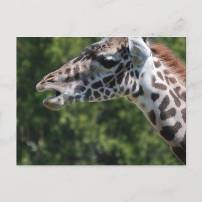 Giraffe Eating Postcard Vykort (Framsida)