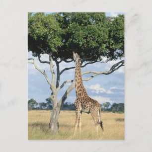 Giraffe Eating Vykort