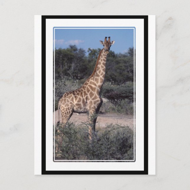 Giraffe - Etosha nationalpark, Namibia Vykort (Framsida)