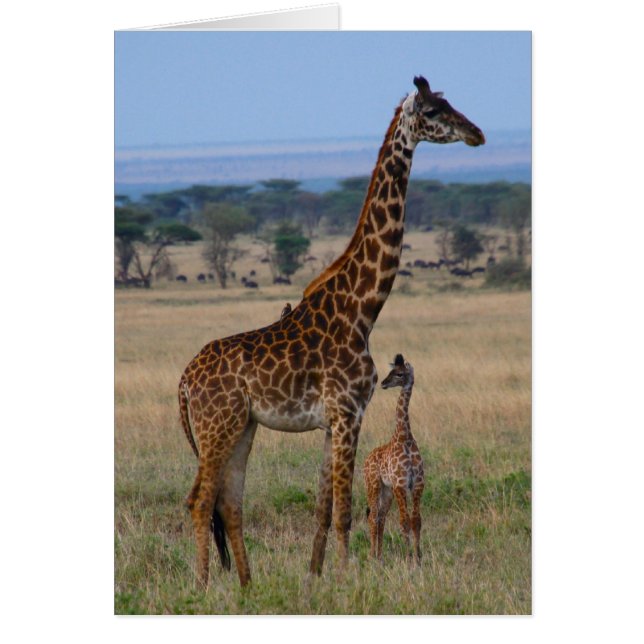 Giraffe-familjen OBS Kort (Framsidan)