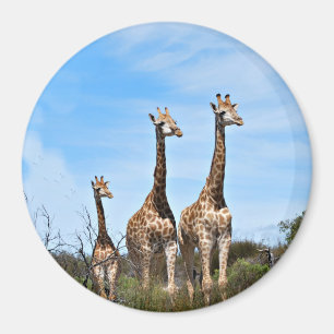 Giraffe-familjen på Grassy Hilltop Magnet