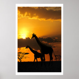 Giraffe Family 2 Poster