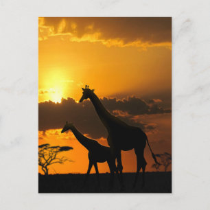 Giraffe Family 2 Vykort