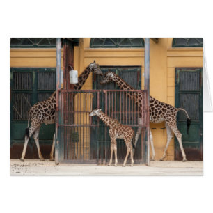 Giraffe Family Hälsningskort