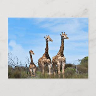 Giraffe Family Vykort
