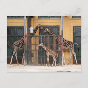 Giraffe Family Vykort
