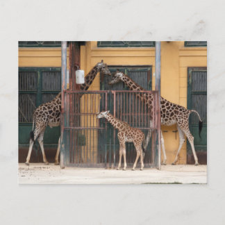 Giraffe Family Vykort