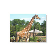 giraffe-foto Rhonda Patton-Kanvastryck