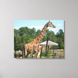 giraffe-foto Rhonda Patton-Kanvastryck Canvastryck