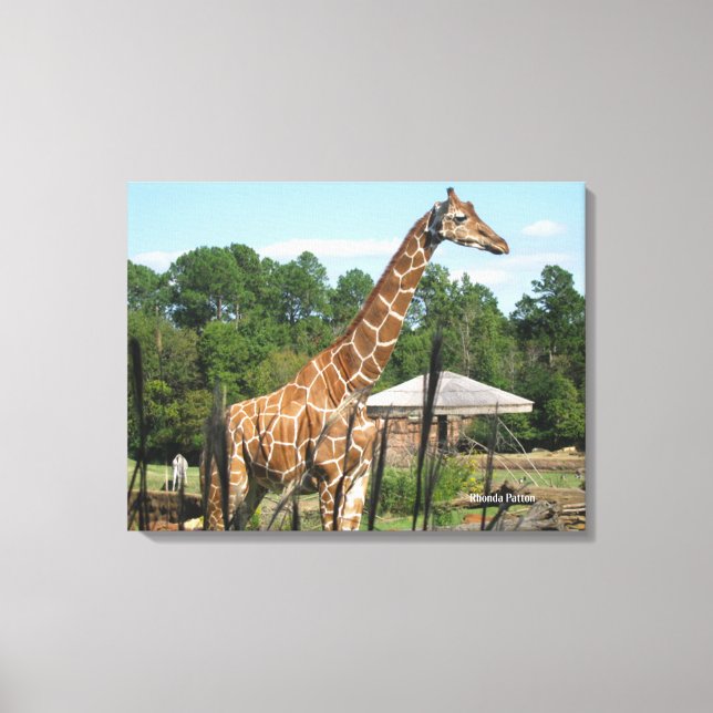 giraffe-foto Rhonda Patton-Kanvastryck Canvastryck (Framsida)