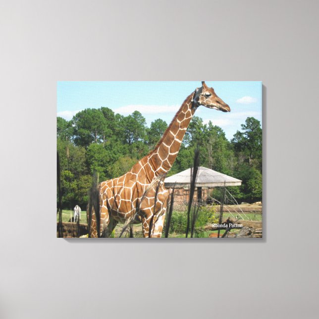 giraffe-foto Rhonda Patton-Kanvastryck Canvastryck (Framsida)
