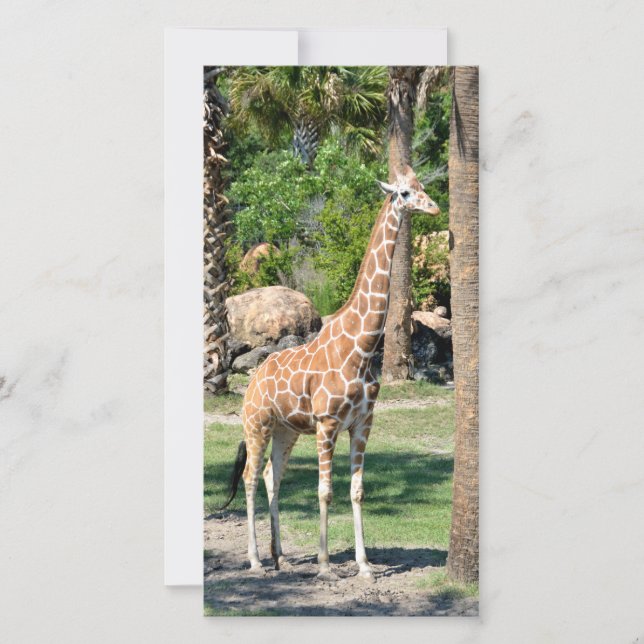 Giraffe-fotokort (Framsida)