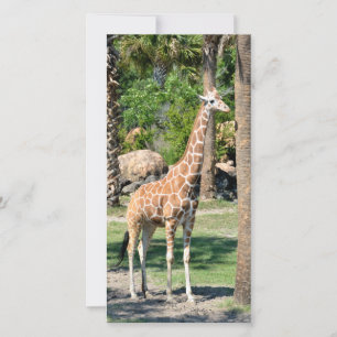 Giraffe-fotokort