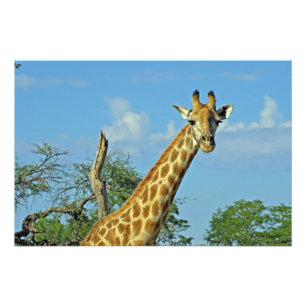 GIRAFFE FOTOTRYCK