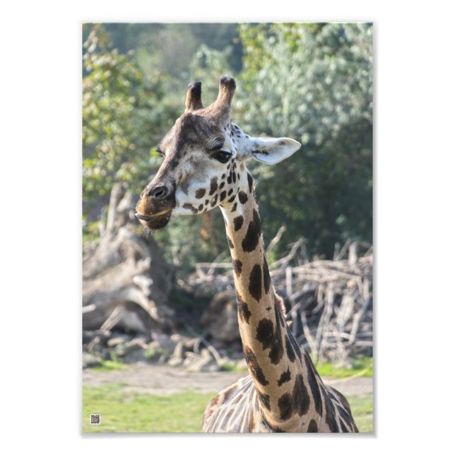 Giraffe Fototryck (Framsidan)