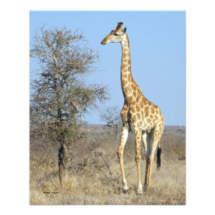 GIRAFFE FOTOTRYCK