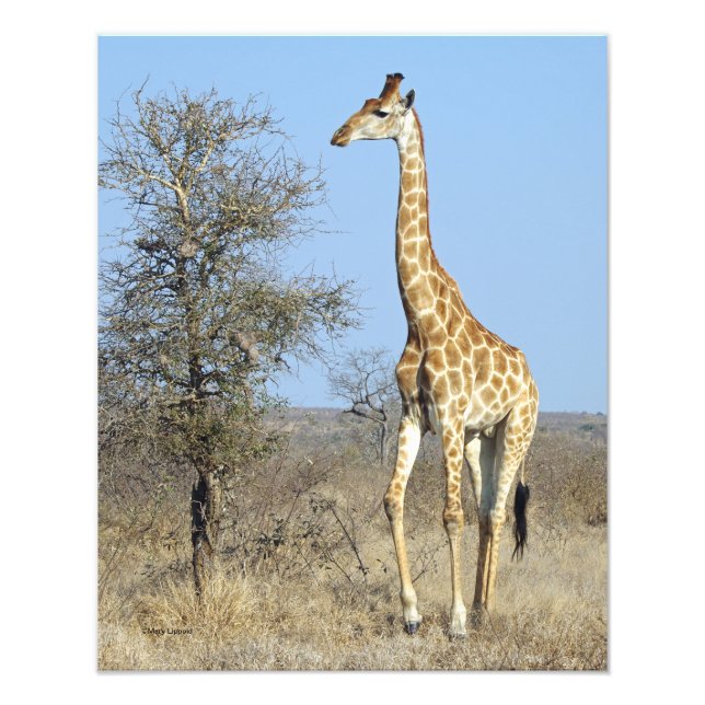 GIRAFFE FOTOTRYCK (Framsidan)