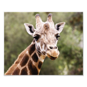 Giraffe Fototryck