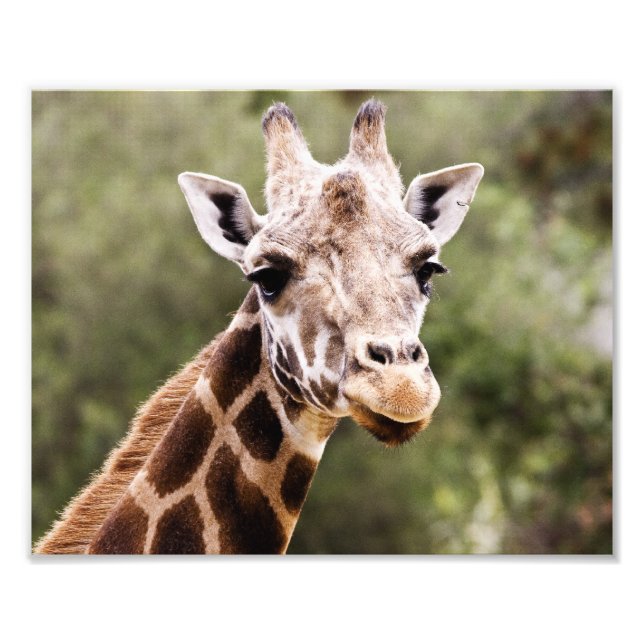 Giraffe Fototryck (Framsidan)