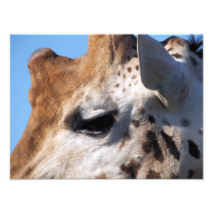 GIRAFFE FOTOTRYCK