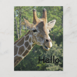 Giraffe Friendly Hej Vykort