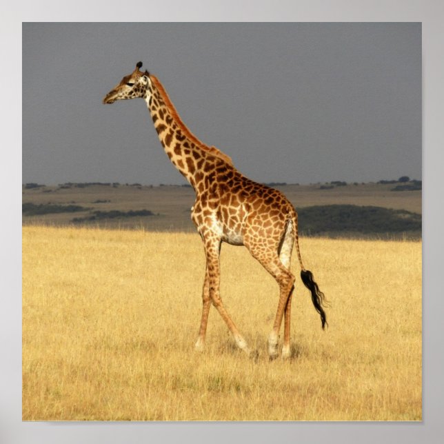 Giraffe fullt body Afrika African Animals Poster (Framsidan)