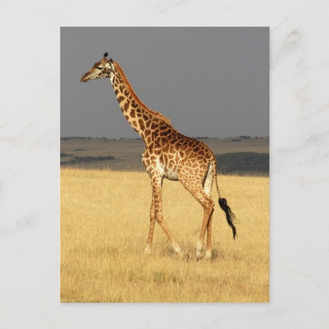 Giraffe fullt body Afrika African Animals Vykort (Framsida)
