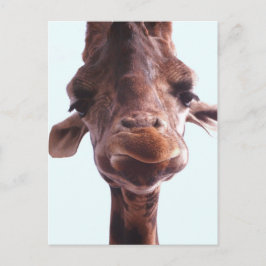 Giraffe Funny Ansikte Vykort