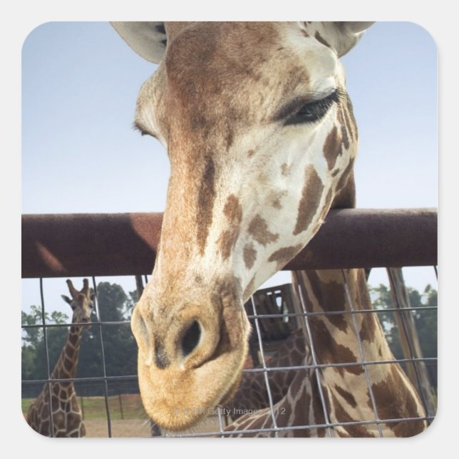 Giraffe Fyrkantigt Klistermärke (Framsida)