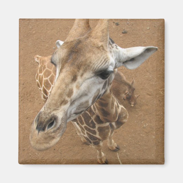 Giraffe Gaze Magnet (Framsidan)