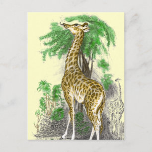 Giraffe Gifts Vykort