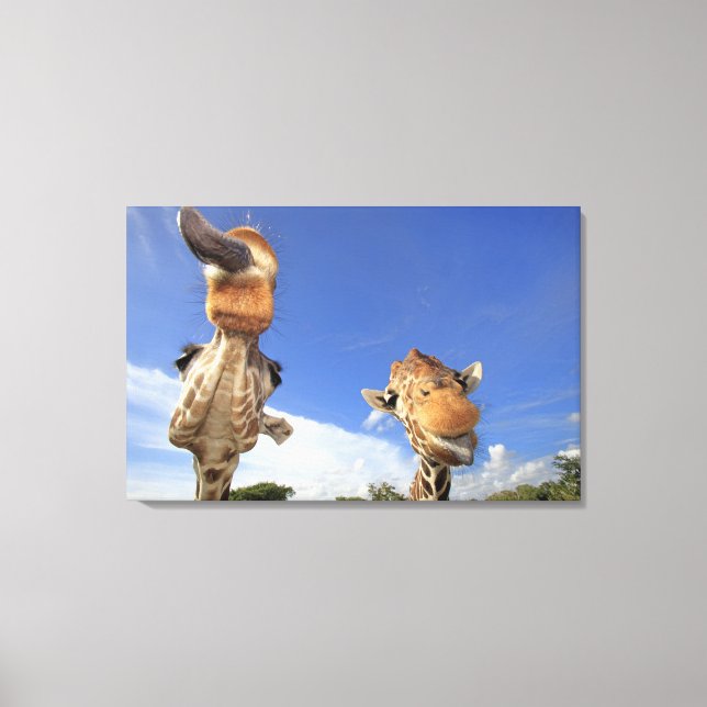 Giraffe (Giraffa camelopardalis) 2 Canvastryck (Framsida)