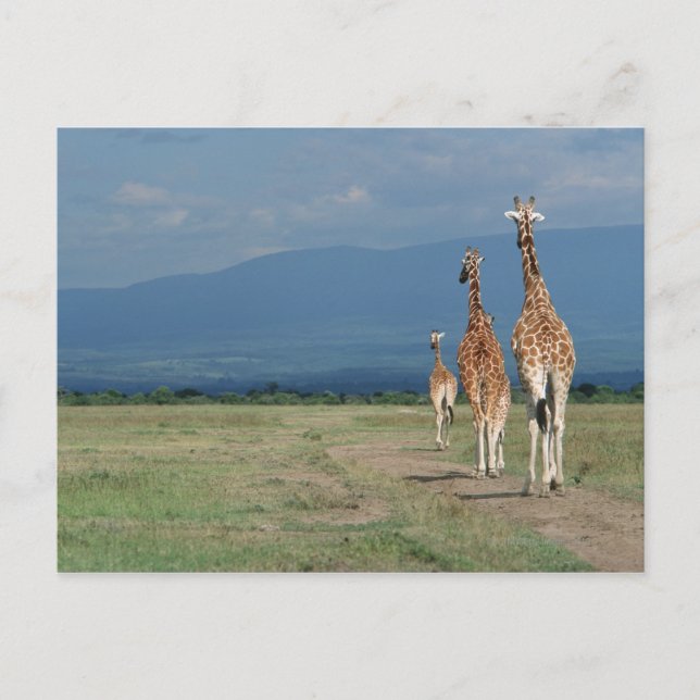 Giraffe (Giraffa camelopardalis) 2 Vykort (Framsida)