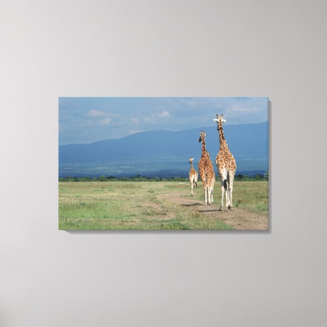 Giraffe (Giraffa camelopardalis) 3 Canvastryck (Framsida)