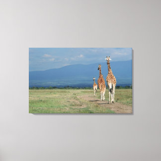 Giraffe (Giraffa camelopardalis) 3 Canvastryck