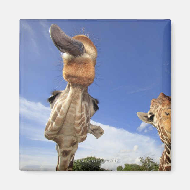 Giraffe (Giraffa camelopardalis) 3 Magnet (Framsidan)